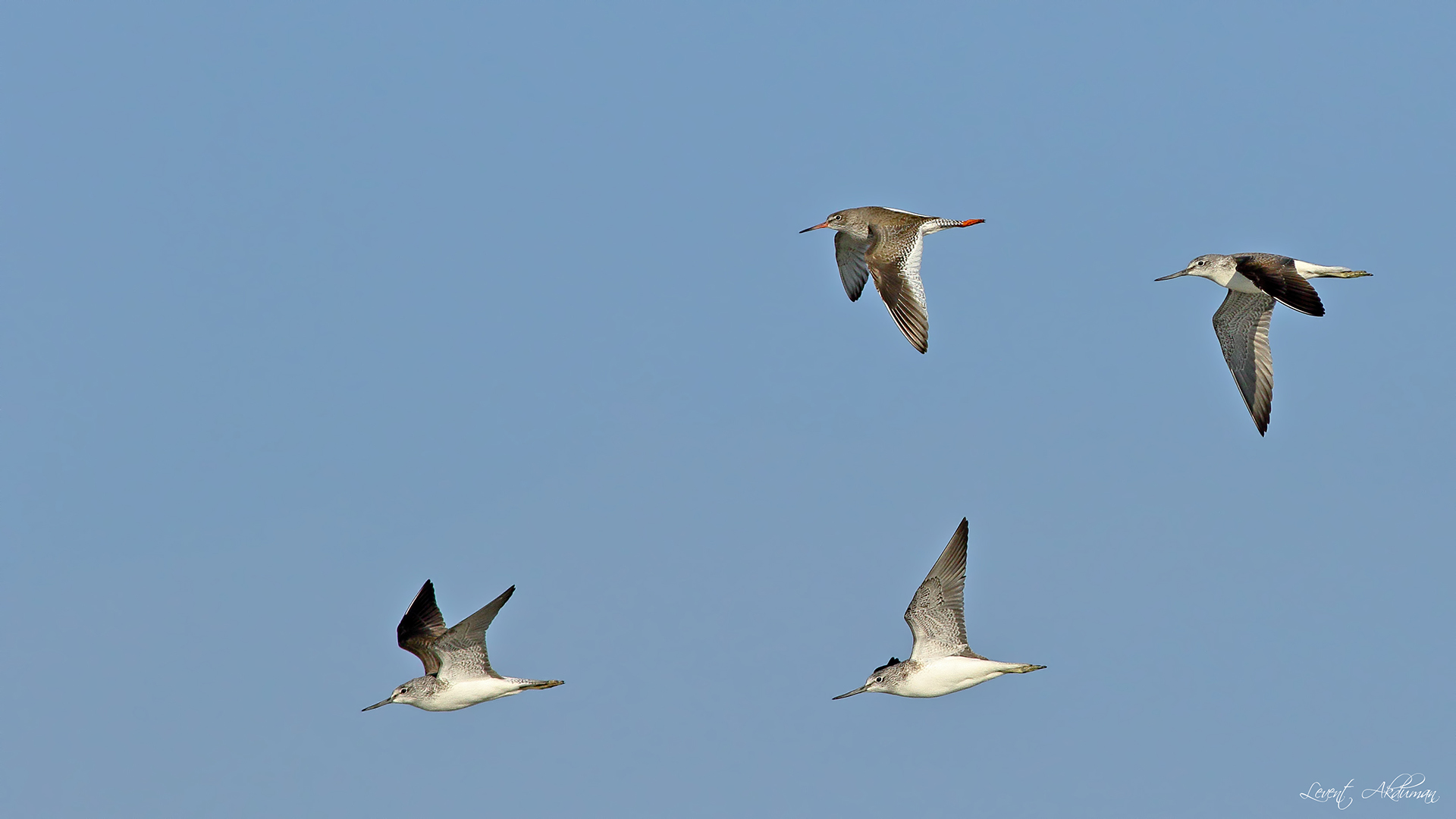 Common Greenshank